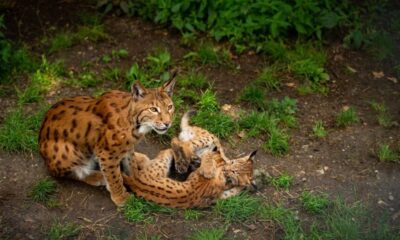 Crossbreed of Two Zoo Cats