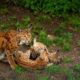 Crossbreed of Two Zoo Cats