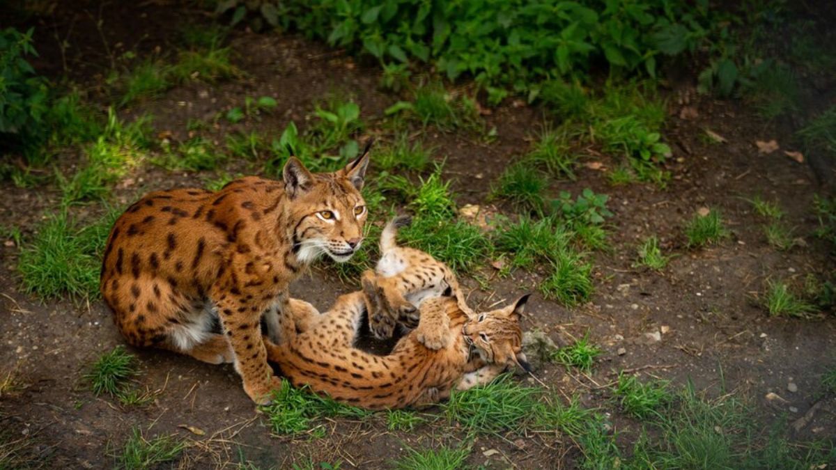 Crossbreed of Two Zoo Cats