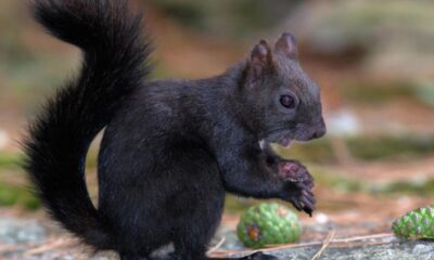 black squirrel