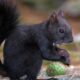 black squirrel