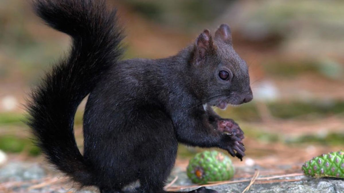 black squirrel