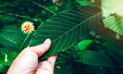 Kratom Plant