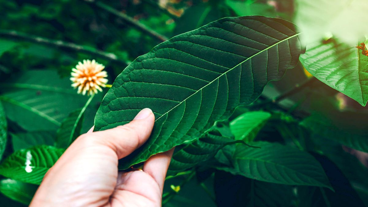 Kratom Plant