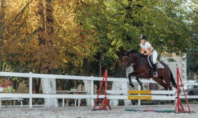 Creative Ways to Build Safer Horse Jumps for All Riders