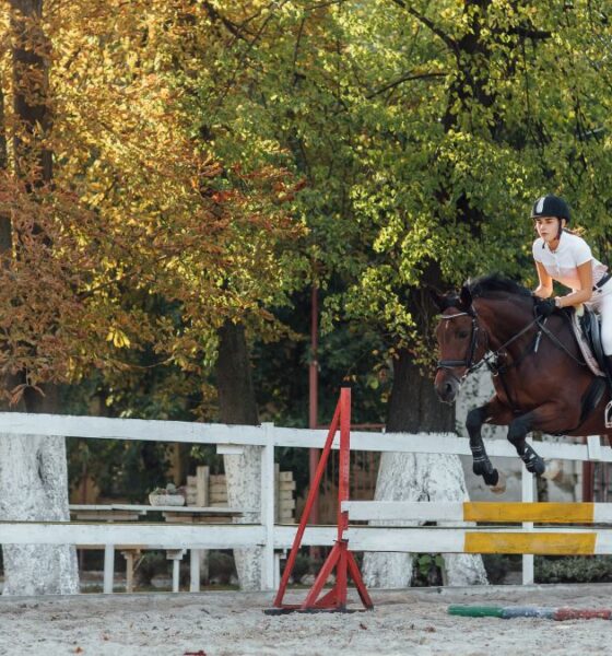 Creative Ways to Build Safer Horse Jumps for All Riders